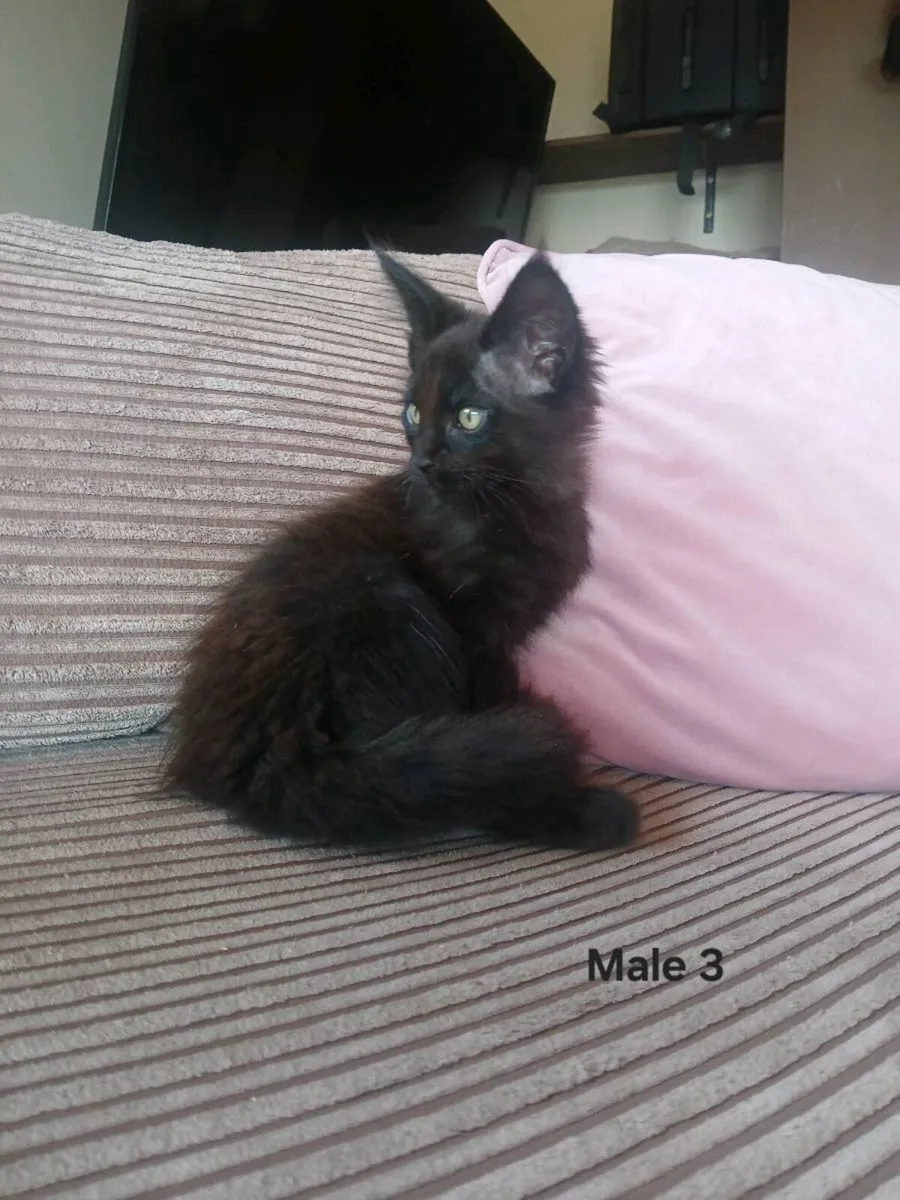 Maine coon kittens - Image 2