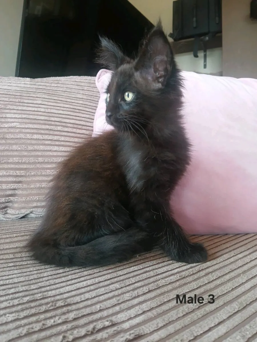 Maine coon kittens - Image 3