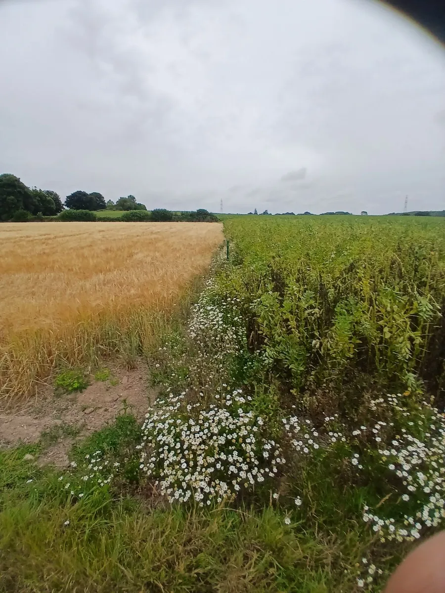 Wholecrop