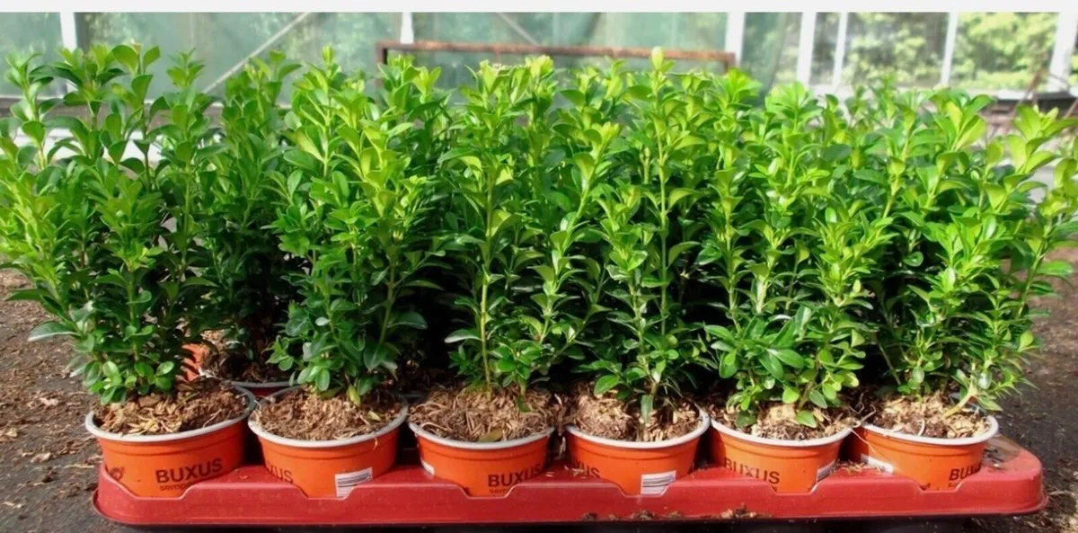 Box hedging buxus - Image 1