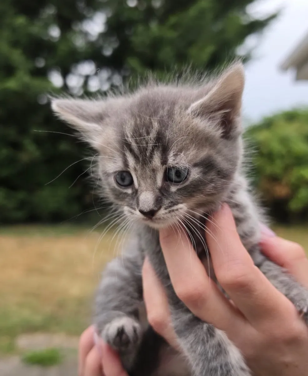 Kitten - Image 2