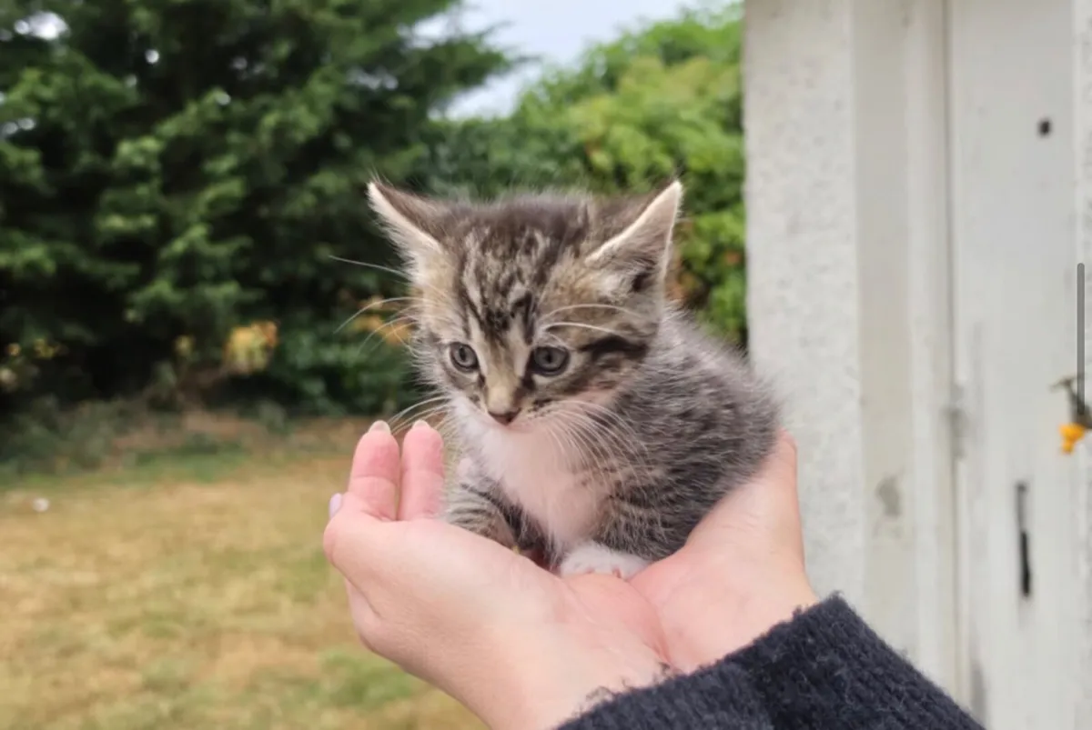 Kitten - Image 3