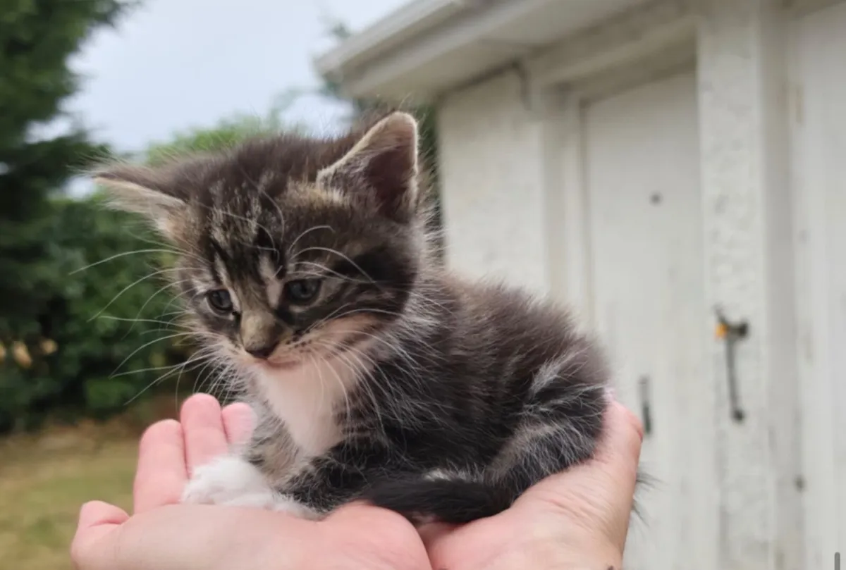 Kitten - Image 4