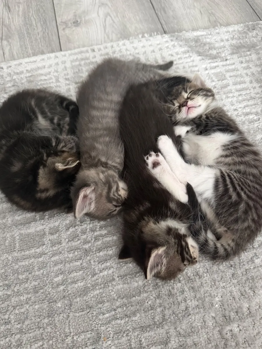Kitten - Image 1