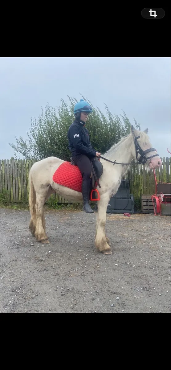 3 yr old gelding - Image 1