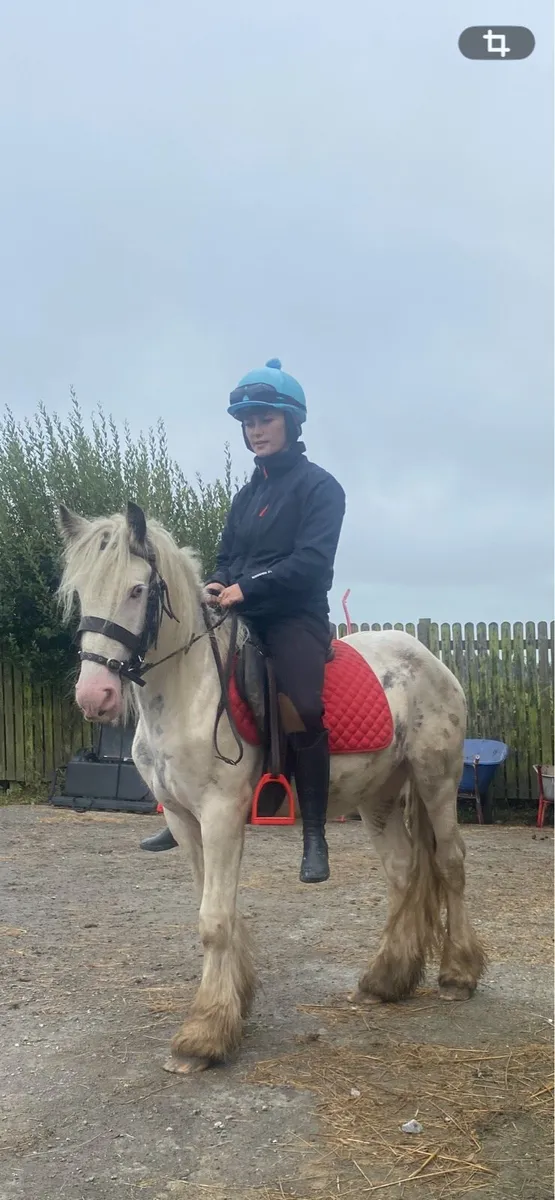 3 yr old gelding - Image 2