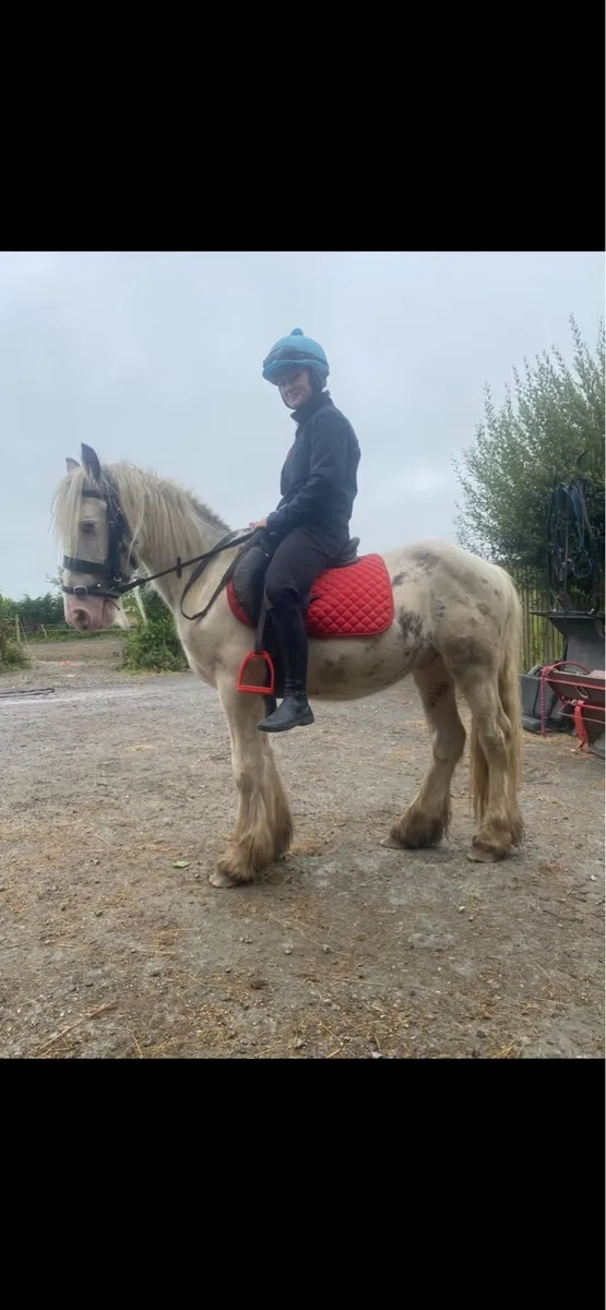 3 yr old gelding - Image 3