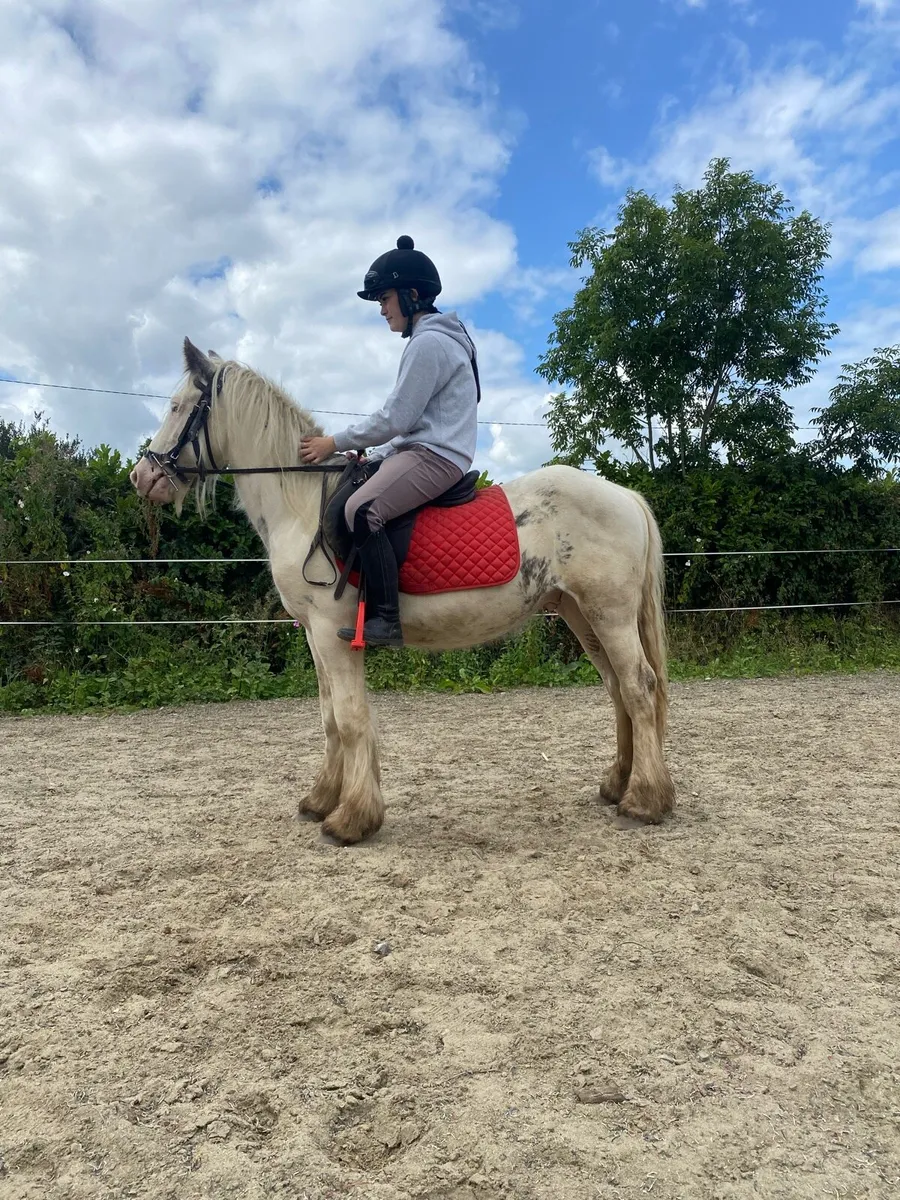 3 yr old gelding - Image 4