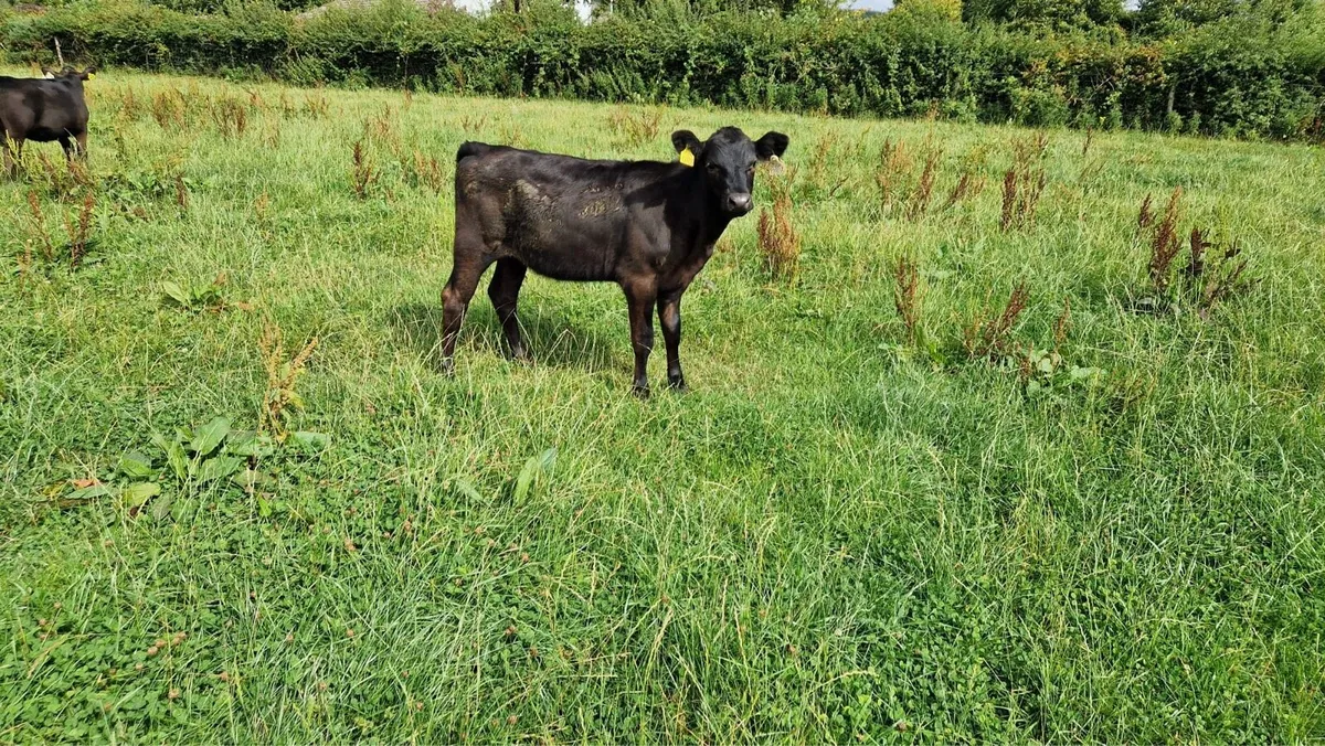 Angus Weanlings - Image 1
