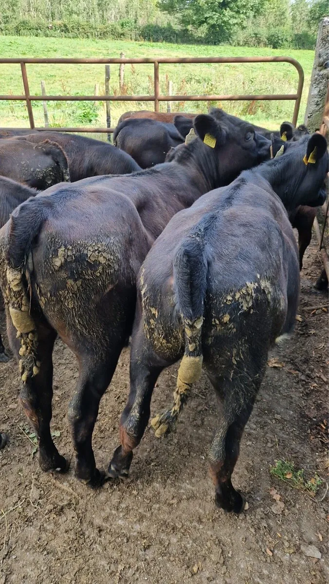 Angus Weanlings - Image 2