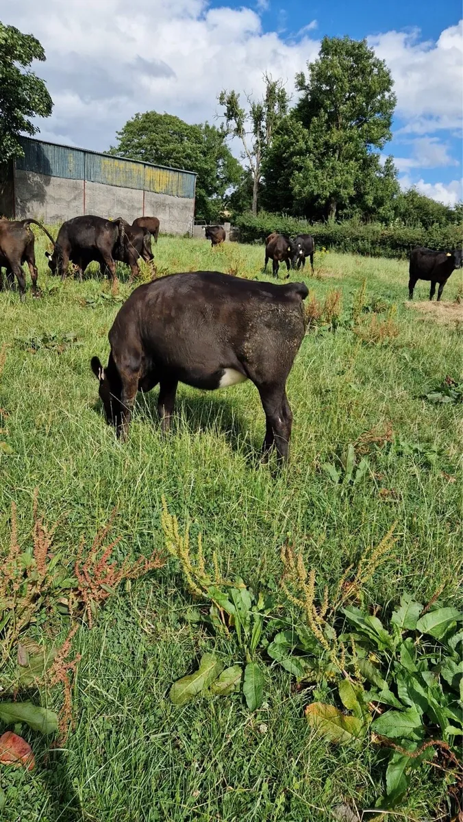 Angus Weanlings - Image 3