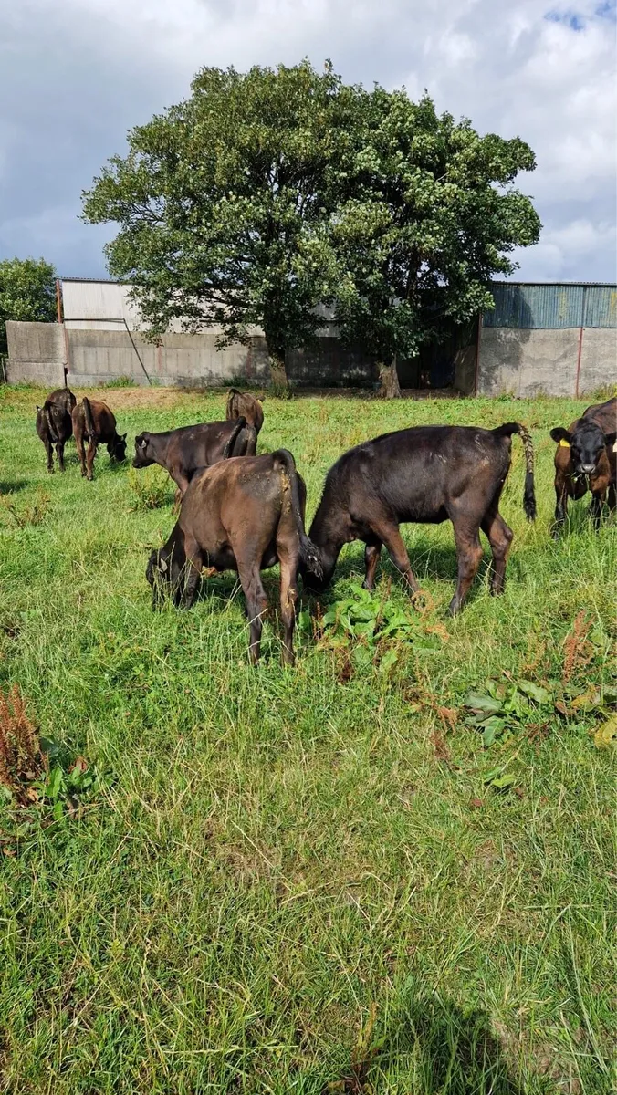 Angus Weanlings - Image 4