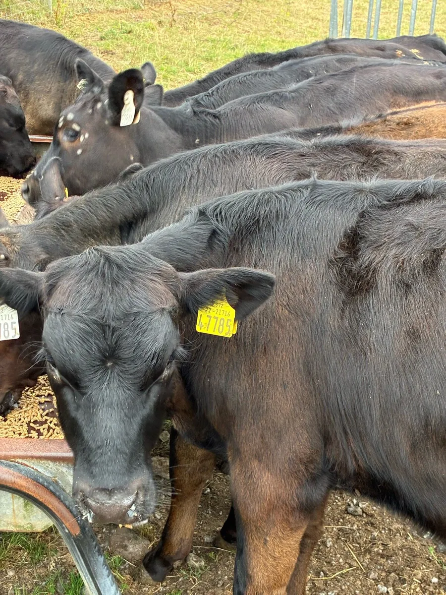 TOP QUALITY BULL RUNNERS/WEANLINGS 4/5 MONTHS - Image 1