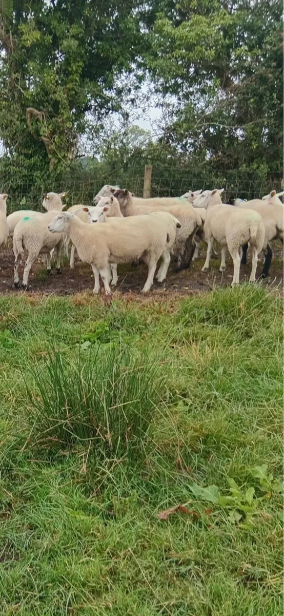 Hogget ewes - Image 1