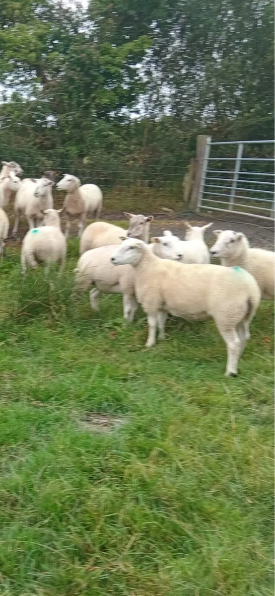 Hogget ewes - Image 2