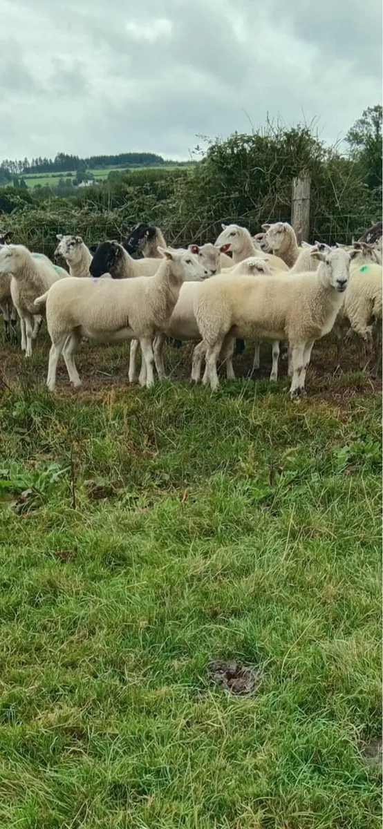 Hogget ewes - Image 3