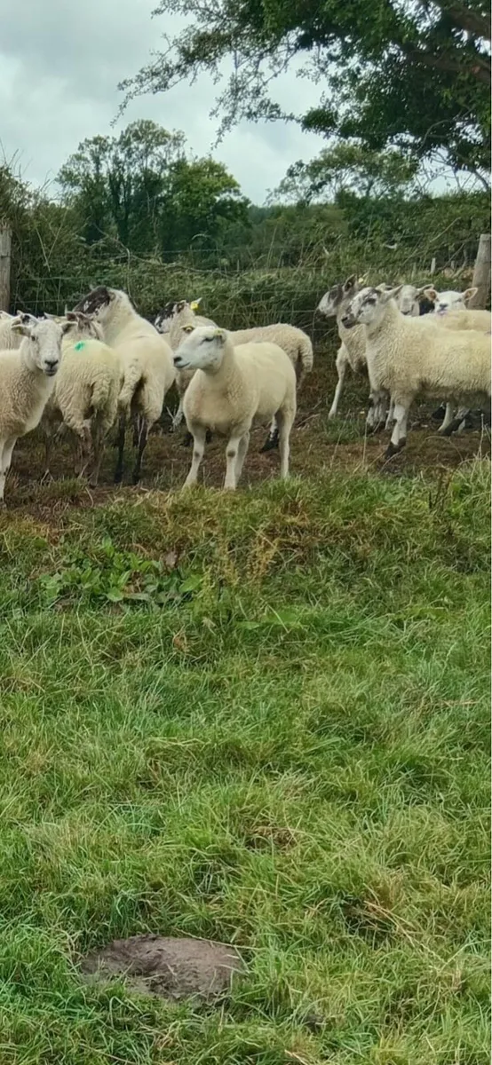 Hogget ewes - Image 4