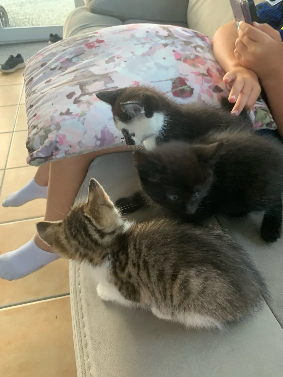Kittens - Image 1