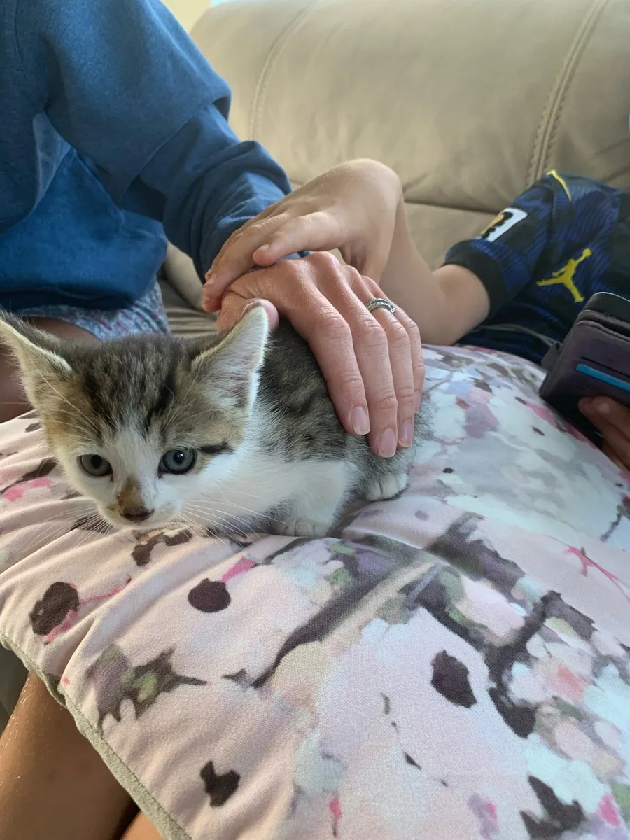Kittens - Image 2