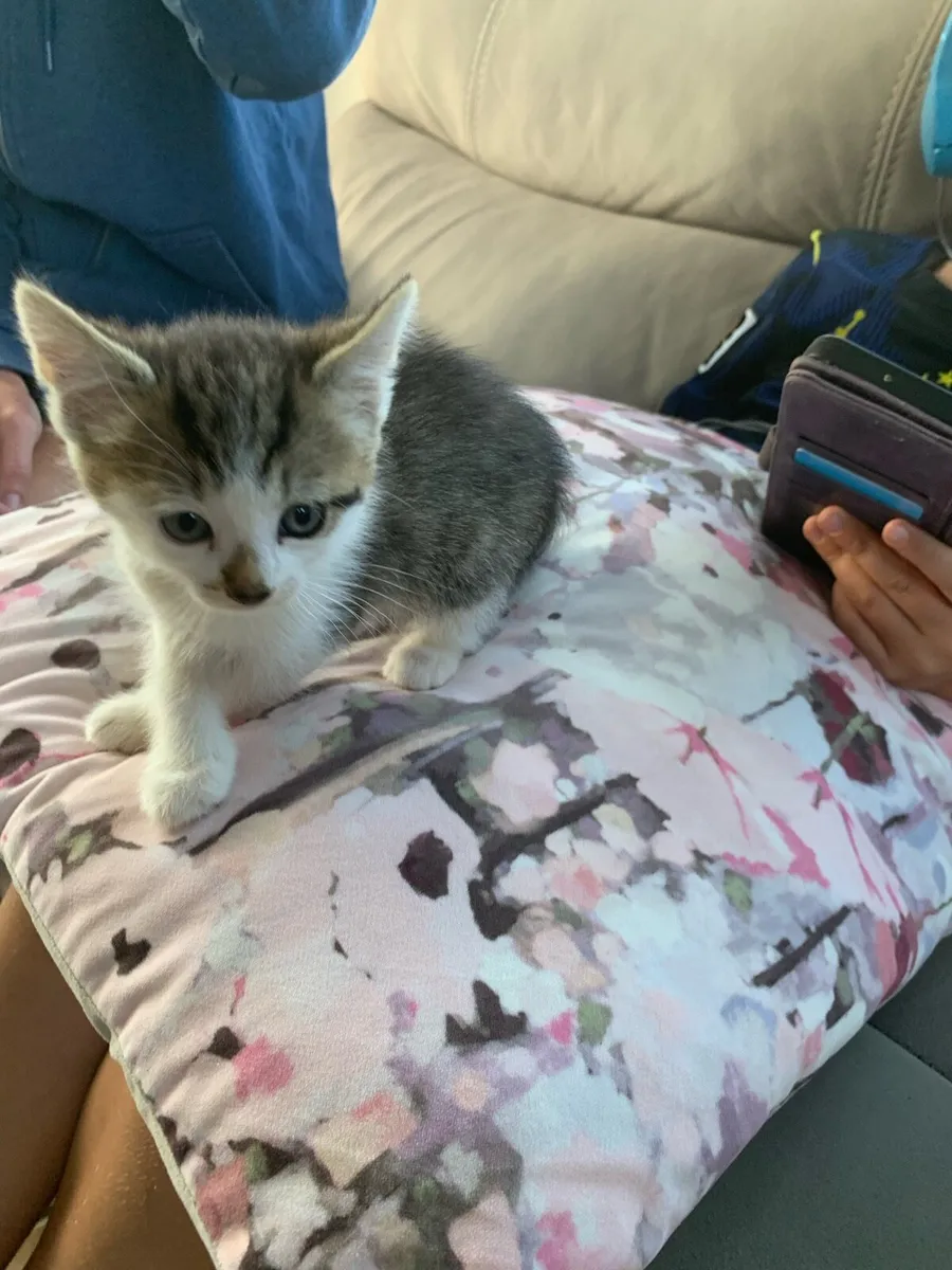 Kittens - Image 3