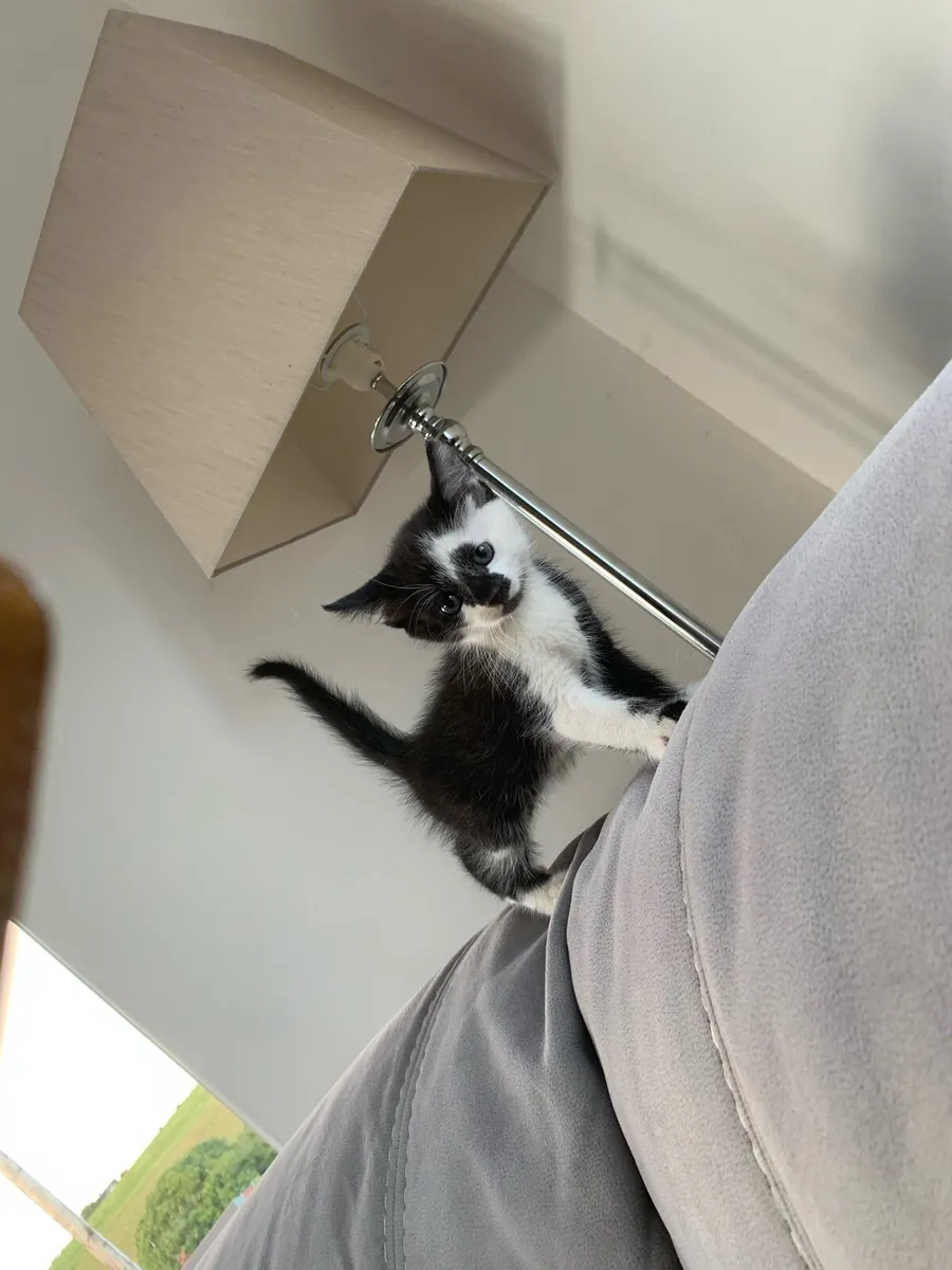 Kittens - Image 4