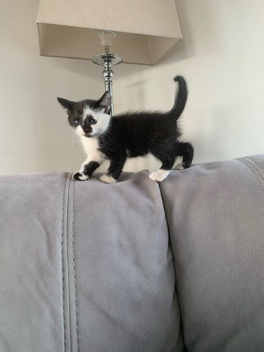 Kittens ** only 2 left ** - Image 1