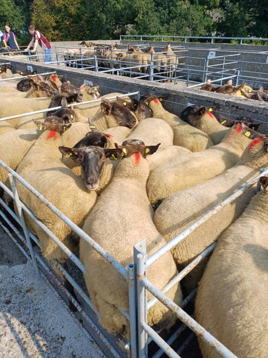 Borris Ewe Breeders Show & Sale - Image 2