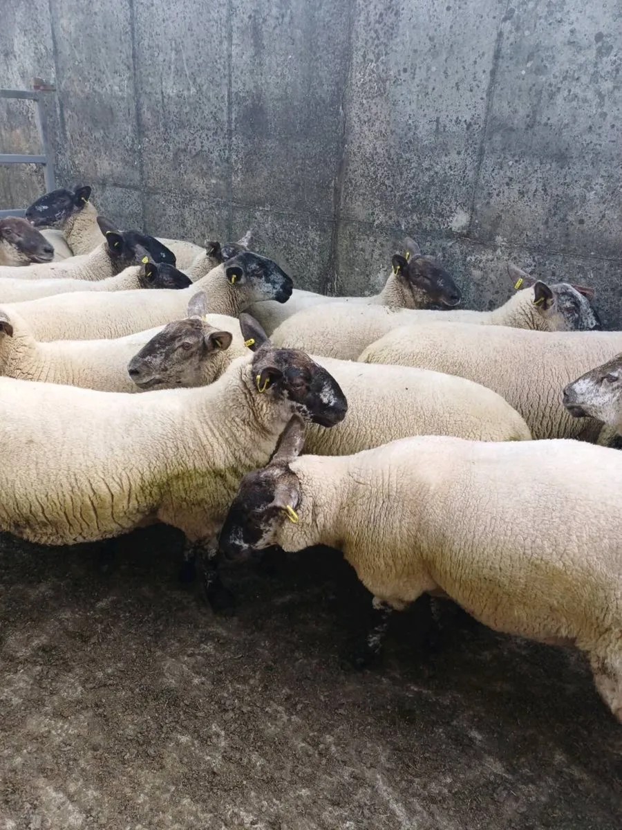 Borris Ewe Breeders Show & Sale - Image 3