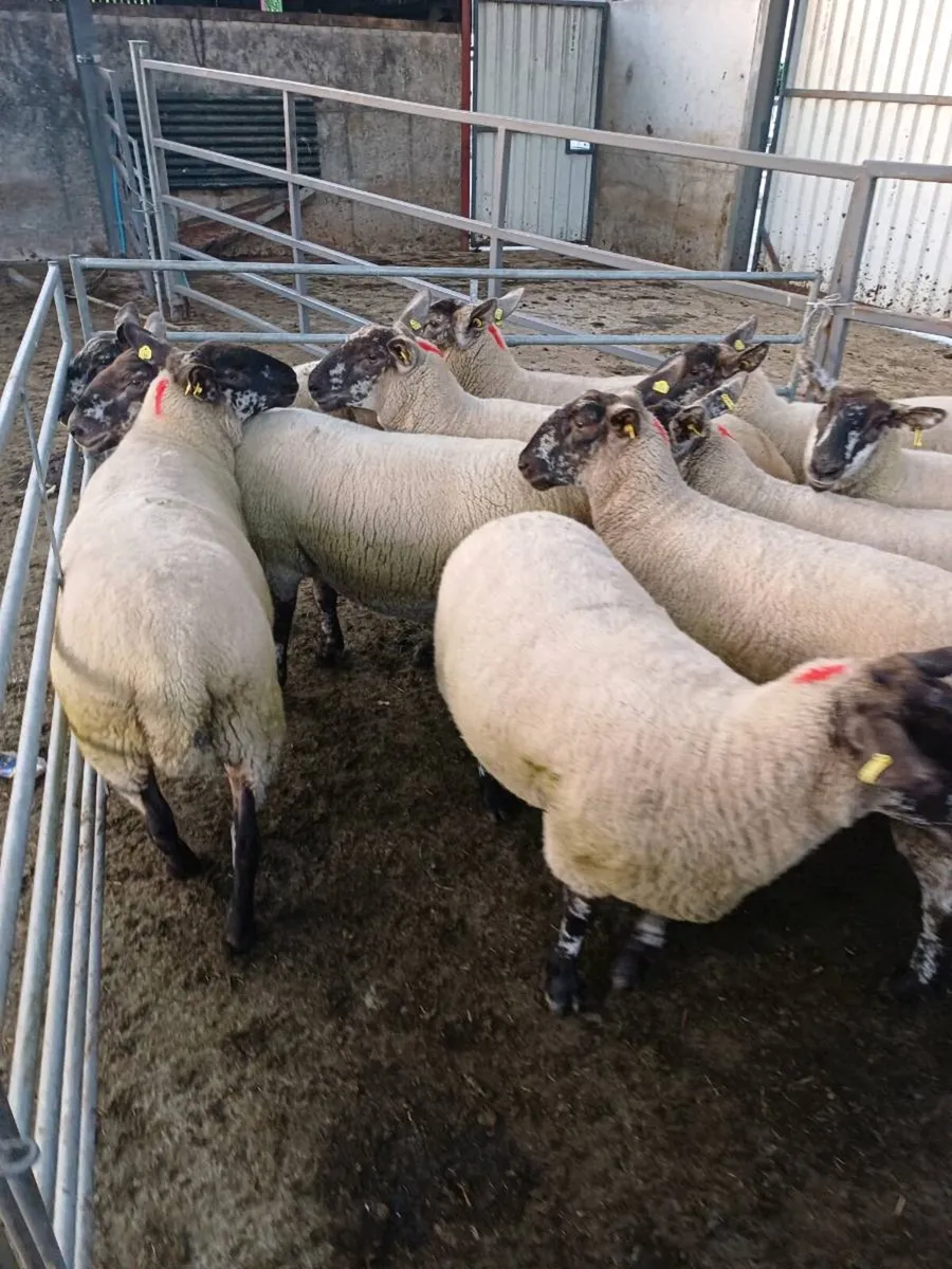 Borris Ewe Breeders Show & Sale - Image 4