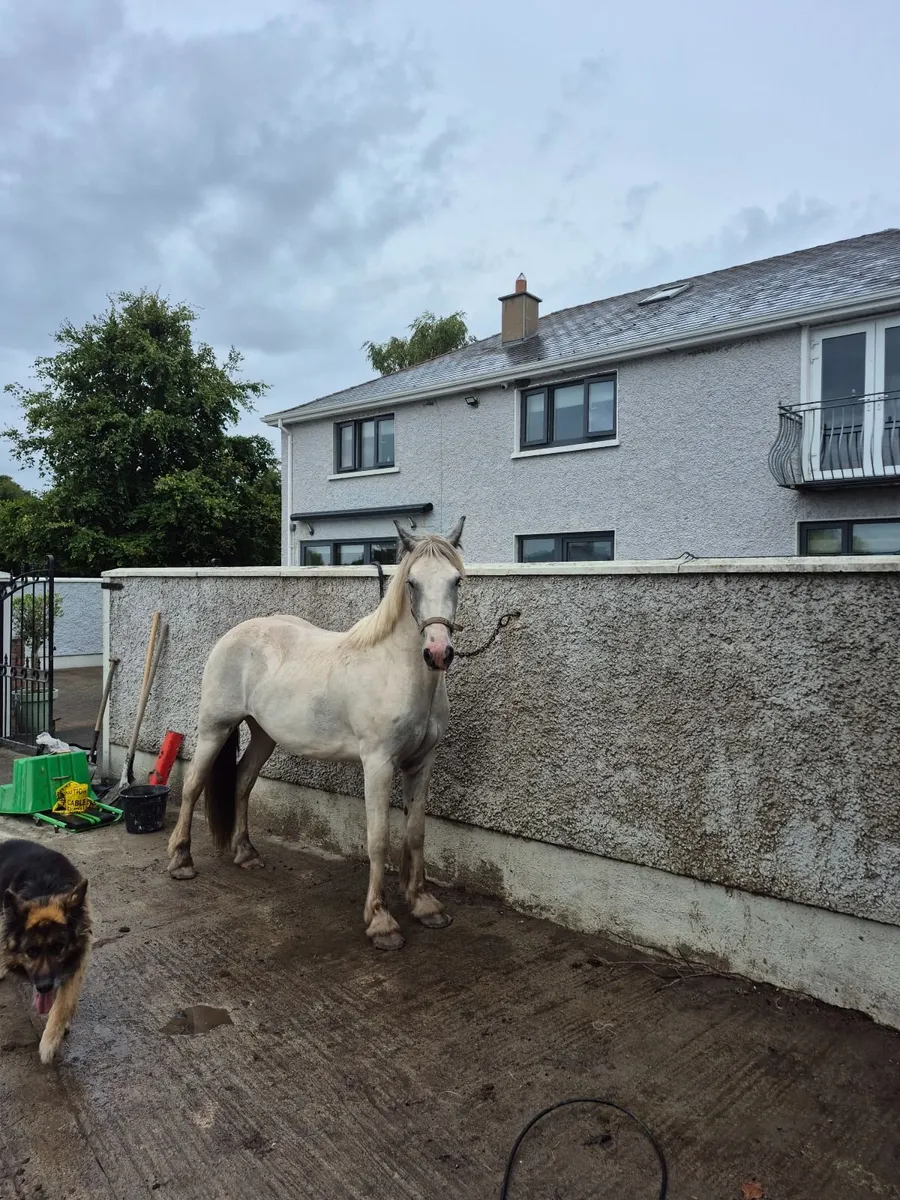 3 yr old gelding - Image 4