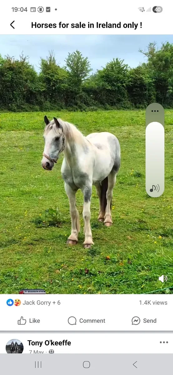 3 yr old gelding - Image 1