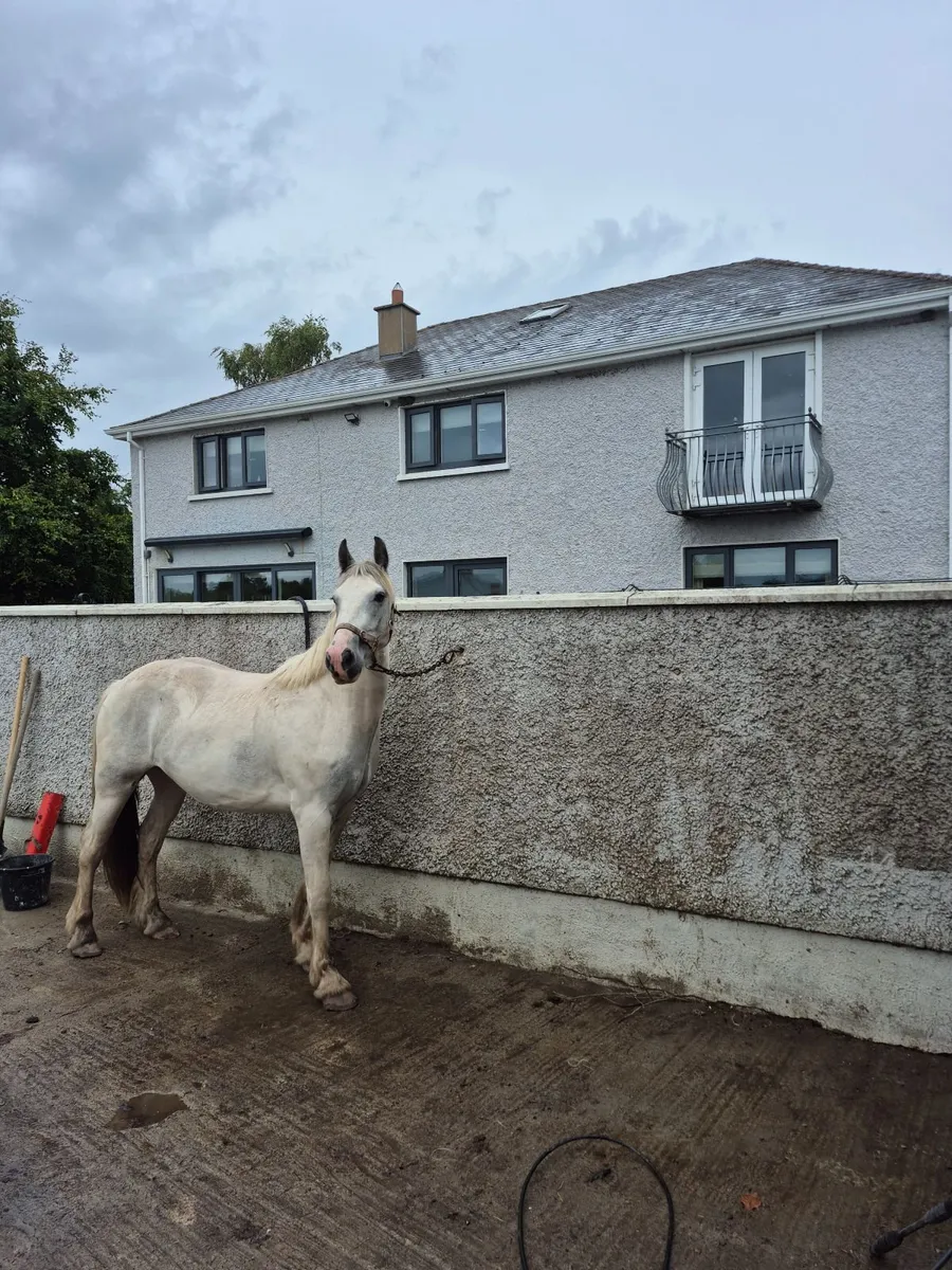 3 yr old gelding - Image 2