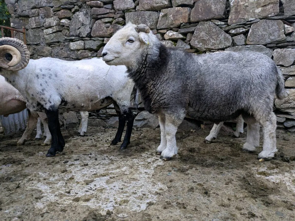 Herdwick Ram - Image 1