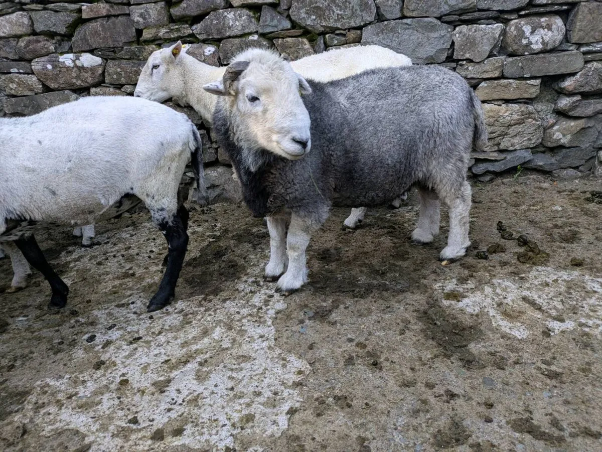 Herdwick Ram - Image 2