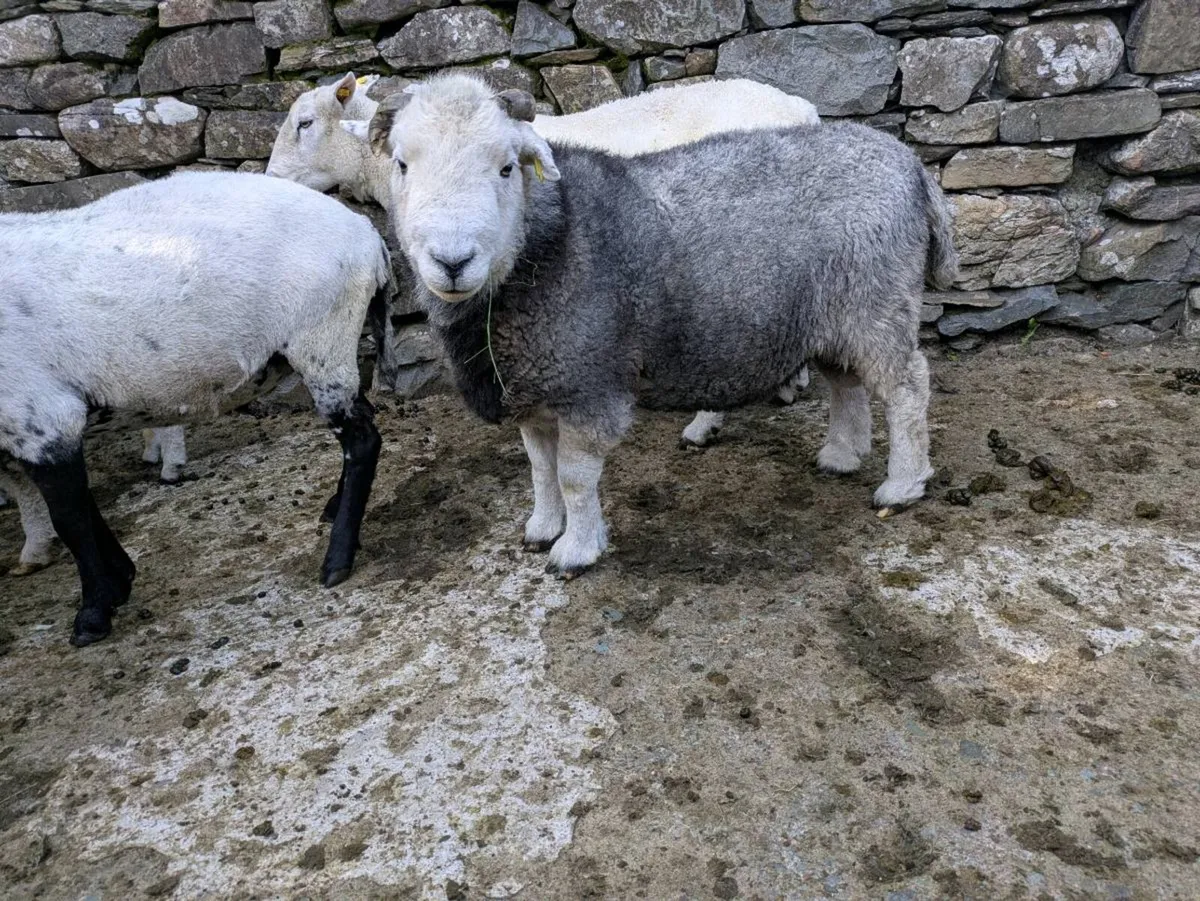 Herdwick Ram - Image 3