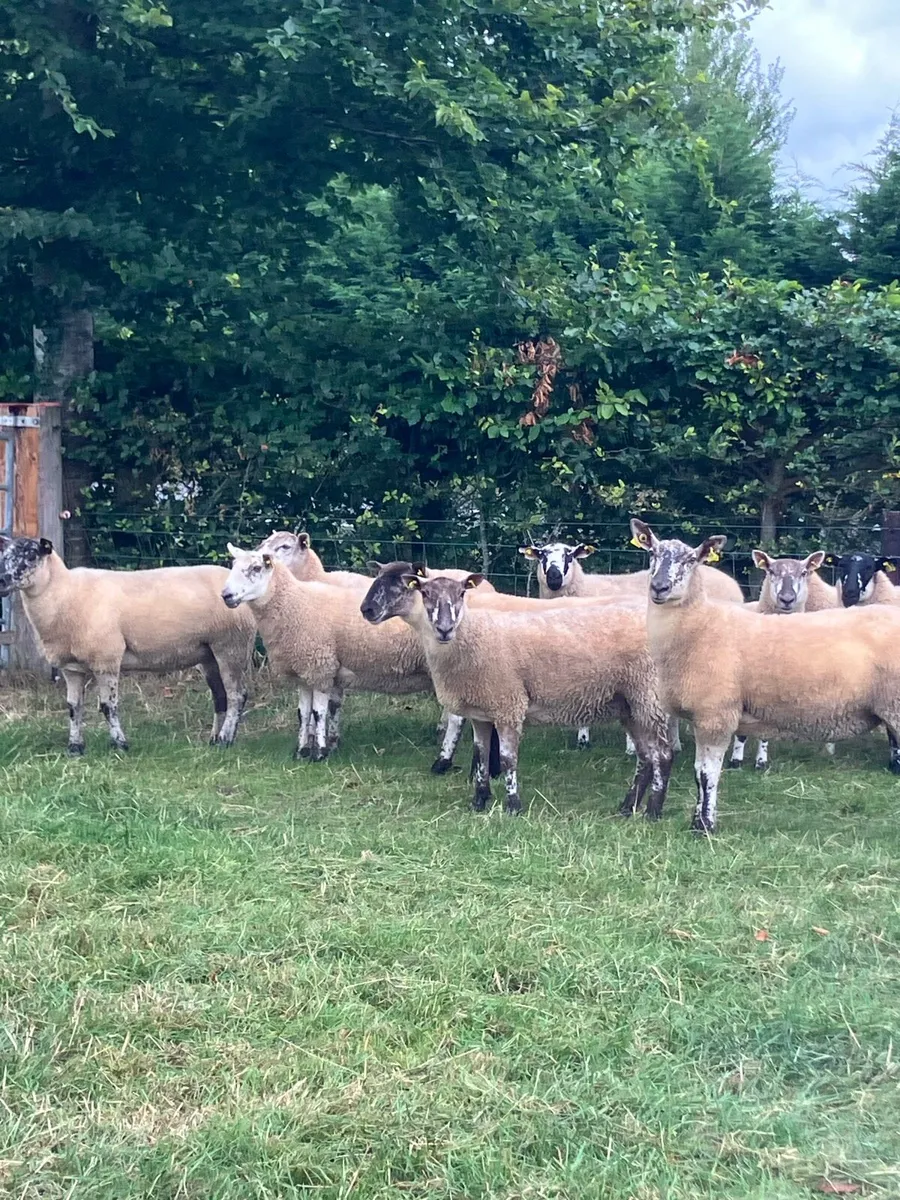 *** 12 Speckle Faced Hoggets *** - Image 3