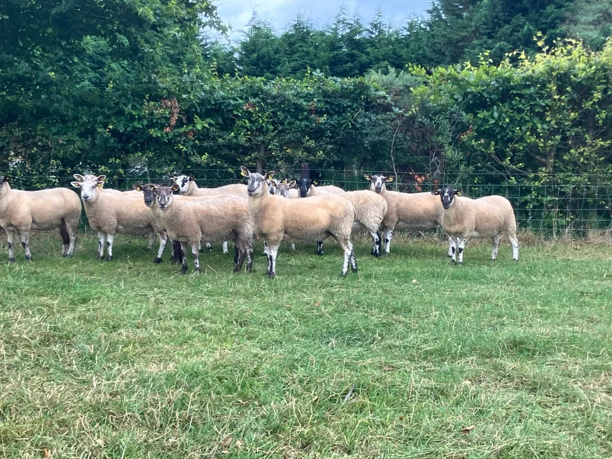 *** 12 Speckle Faced Hoggets *** - Image 2