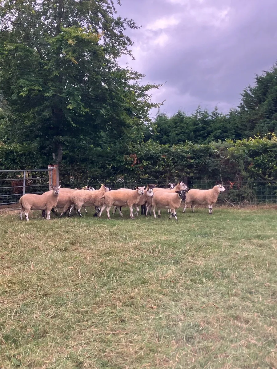 *** 12 Speckle Faced Hoggets *** - Image 4