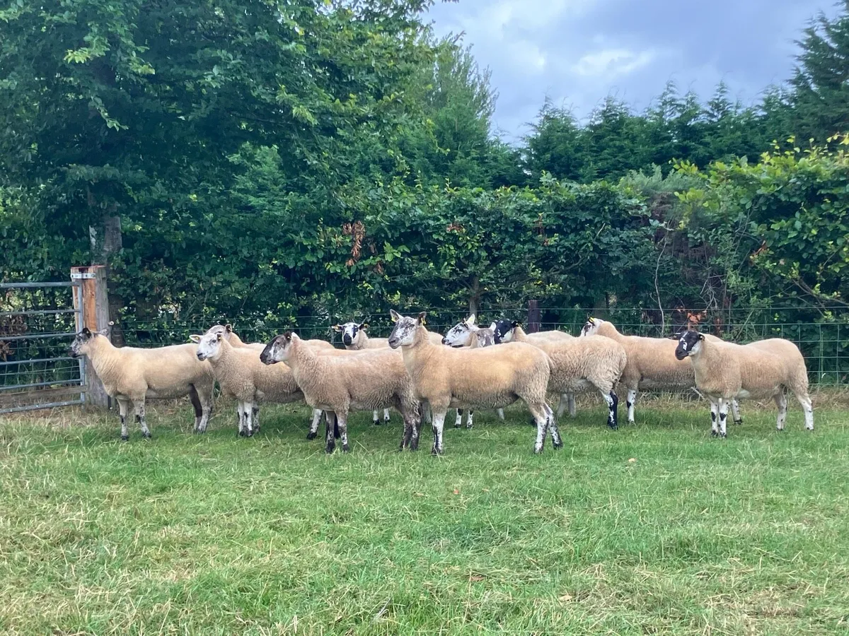 *** 12 Speckle Faced Hoggets *** - Image 1
