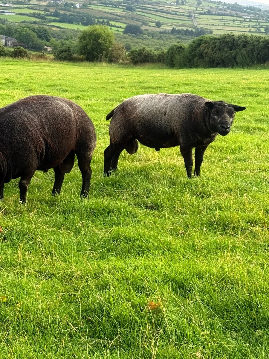 Pedigree Blue Texel Shearling Rams - Image 4