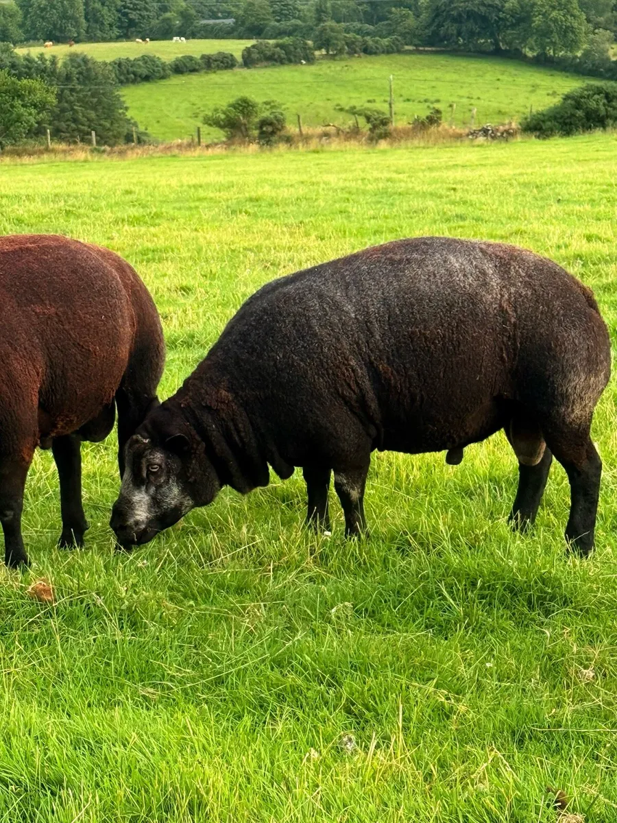 Pedigree Blue Texel Shearling Rams - Image 4