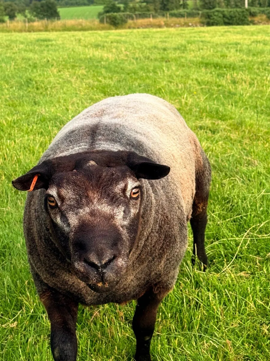 Pedigree Blue Texel Shearling Rams - Image 2