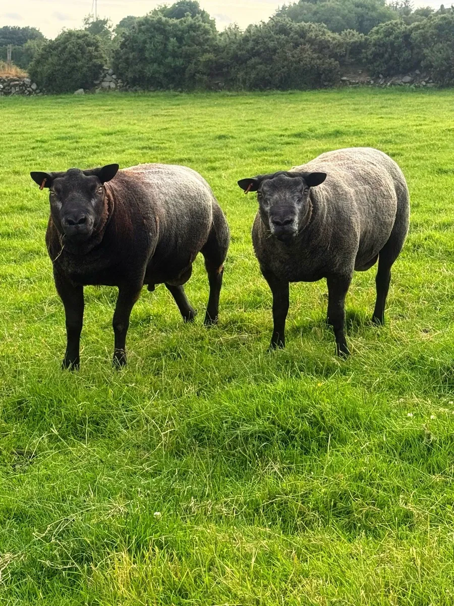 Pedigree Blue Texel Shearling Rams - Image 3