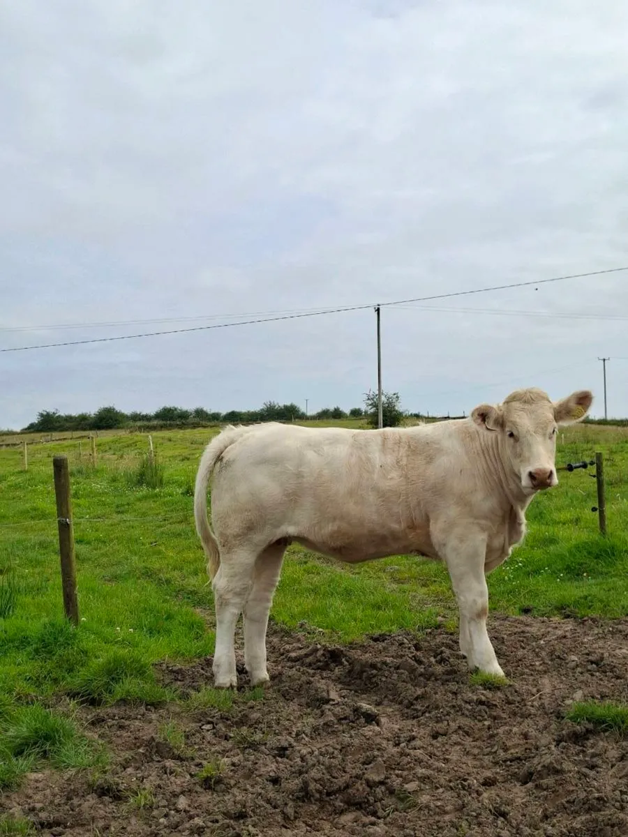 Pedigree Charolais heifer - Image 3