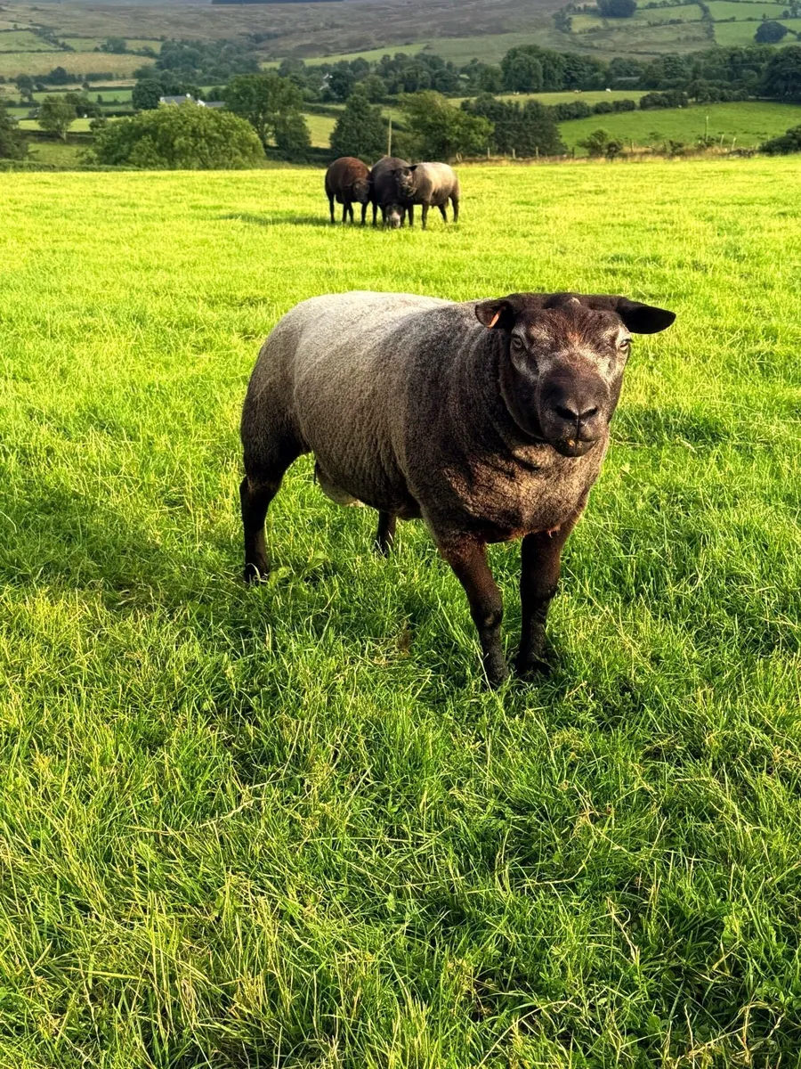 Pedigree Blue Texel Shearling Rams - Image 1