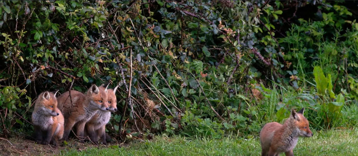 Free vermin control (Leinster) - Image 1
