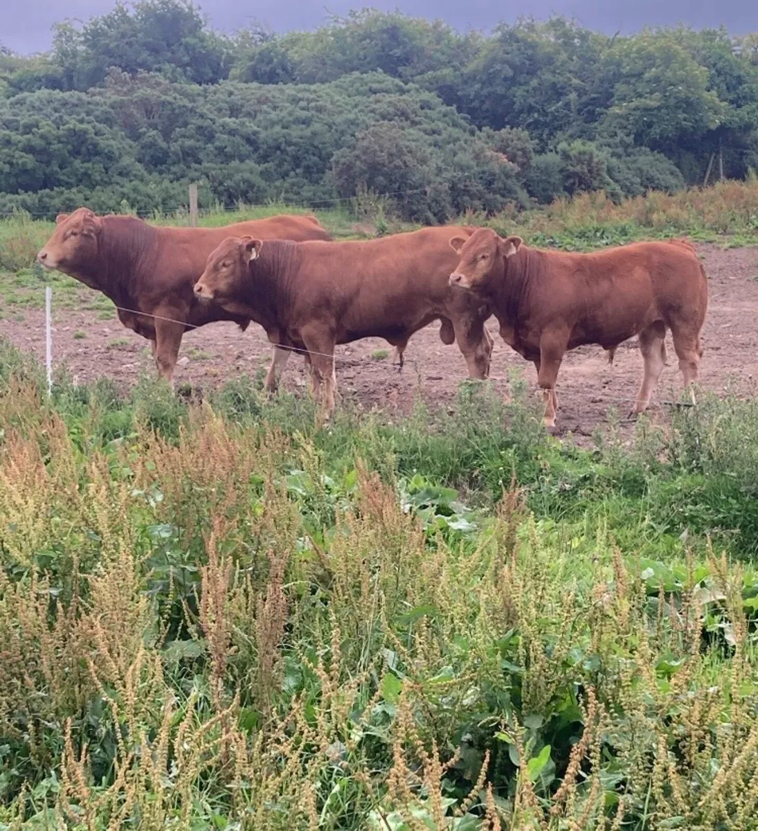 5⭐️ PBR Limousin Bulls For Sale - Image 1