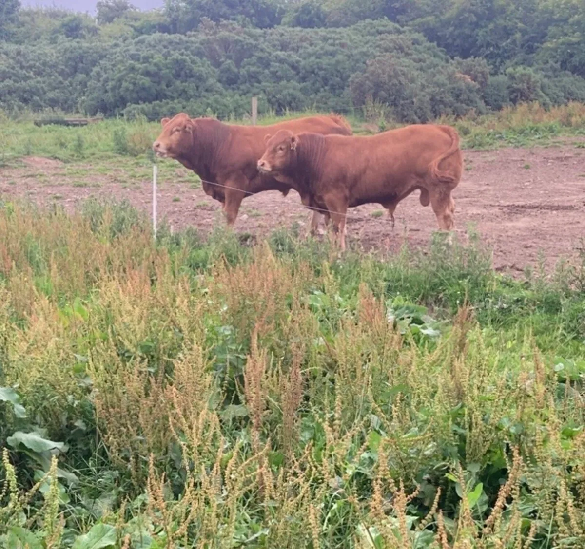 5⭐️ PBR Limousin Bulls For Sale - Image 2