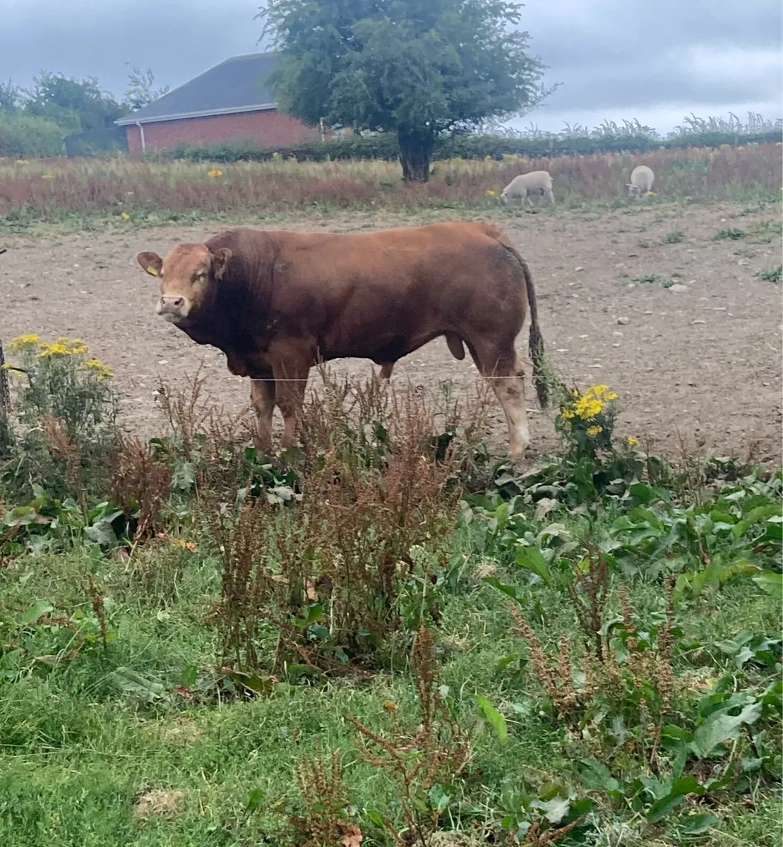 5⭐️ PBR Limousin Bulls For Sale - Image 3