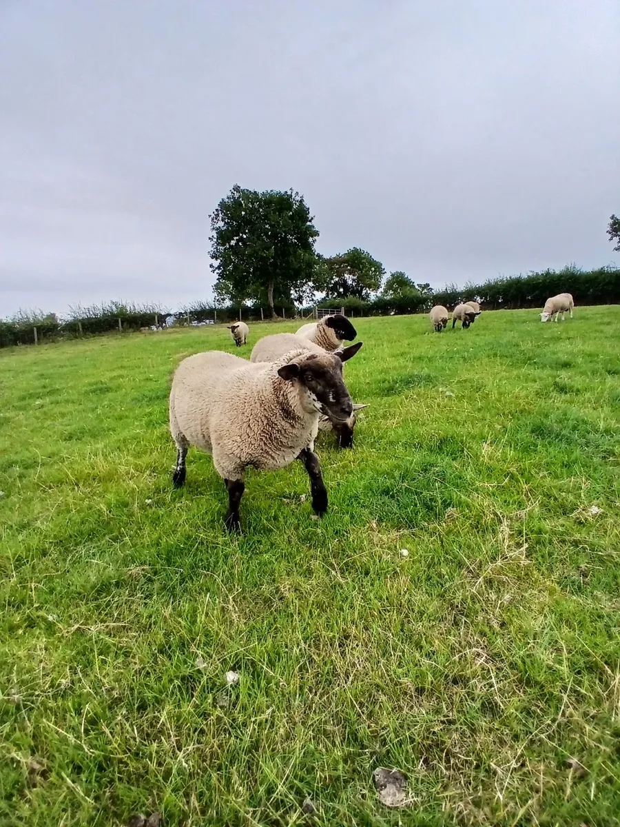 Sheep - Image 1